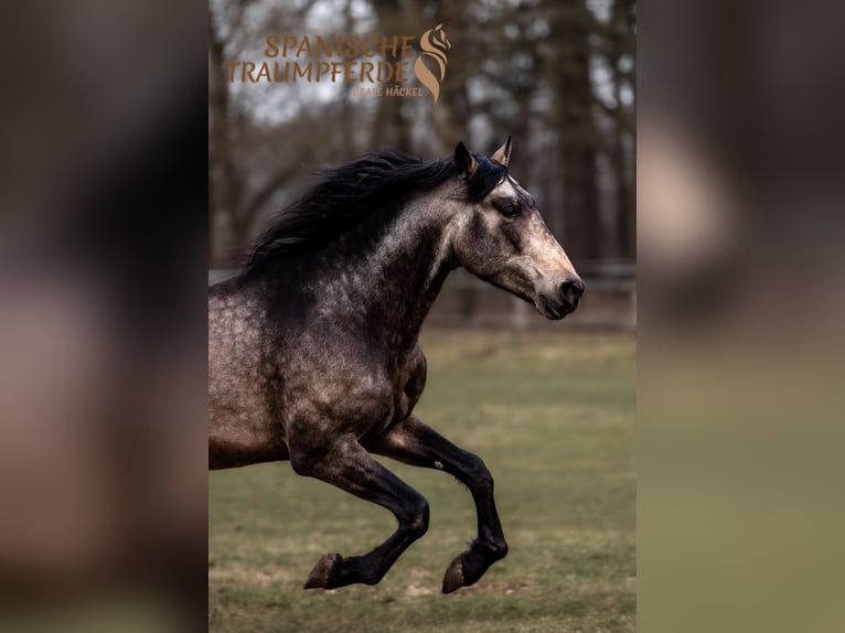 PRE Stallone 5 Anni 168 cm Falbo in Traventhal