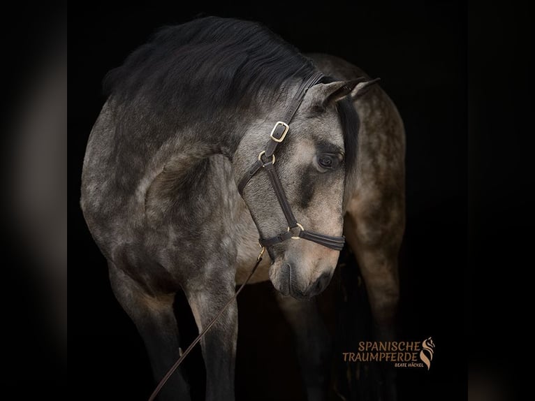 PRE Stallone 5 Anni 168 cm Falbo in Traventhal