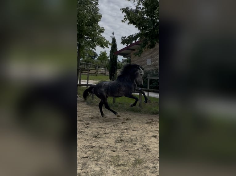 PRE Stallone 5 Anni 168 cm Grigio in Morcone