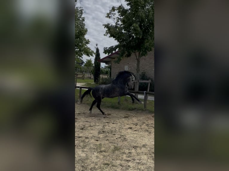 PRE Stallone 5 Anni 168 cm Grigio in Morcone