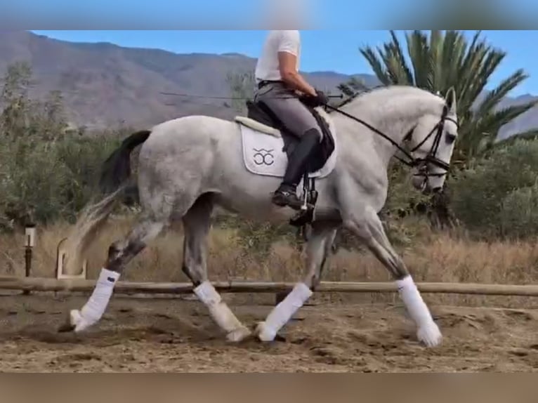 PRE Mix Stallone 5 Anni 168 cm Grigio in Santa Perpetua de Mogoda