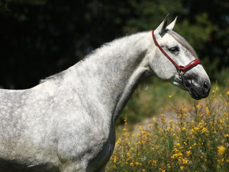 PRE Mix Stallone 5 Anni 168 cm Grigio in Navas Del Madroño
