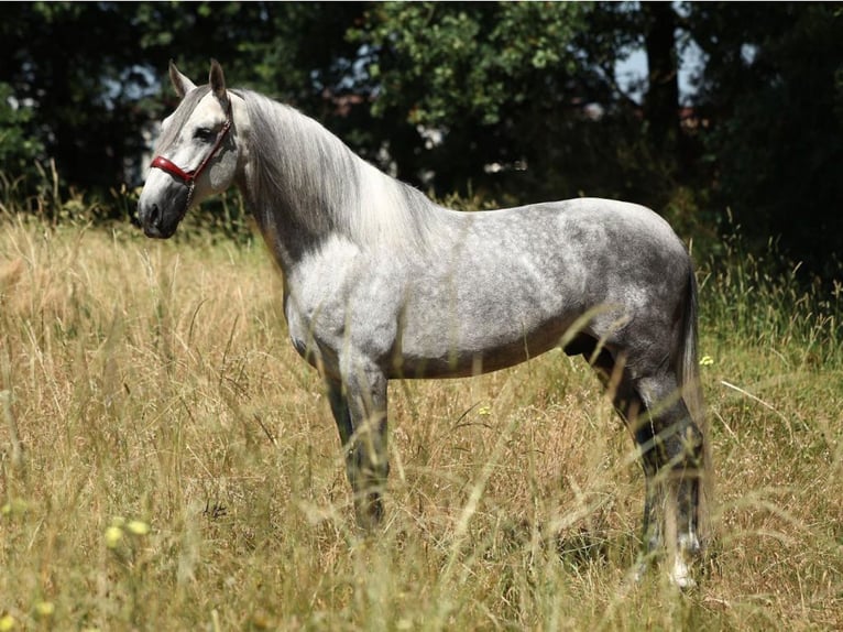 PRE Mix Stallone 5 Anni 168 cm Grigio in Navas Del Madroño