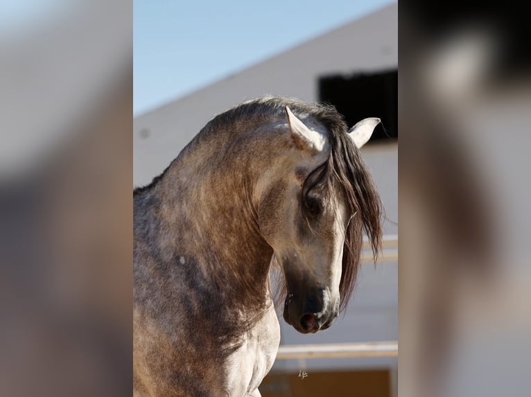PRE Mix Stallone 5 Anni 168 cm Grigio in Poeldijk