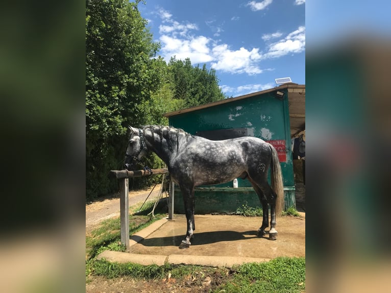 PRE Mix Stallone 5 Anni 168 cm Grigio in Promano