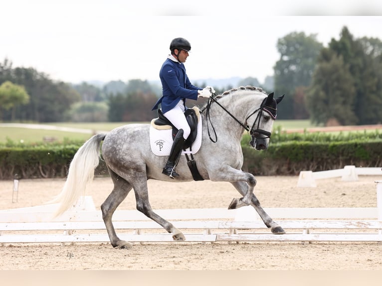 PRE Stallone 5 Anni 169 cm Grigio in Bormujos Sevilla