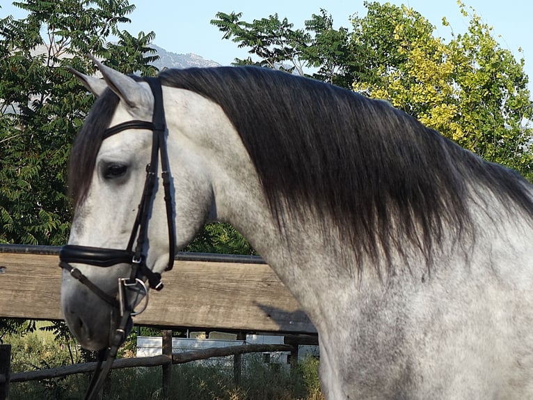 PRE Mix Stallone 5 Anni 169 cm Grigio in Coín, Malaga