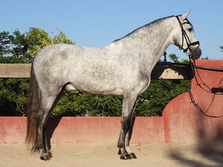 PRE Mix Stallone 5 Anni 169 cm Grigio in Coín, Malaga