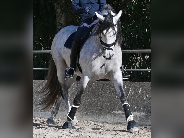 PRE Mix Stallone 5 Anni 169 cm Grigio in Mallorca