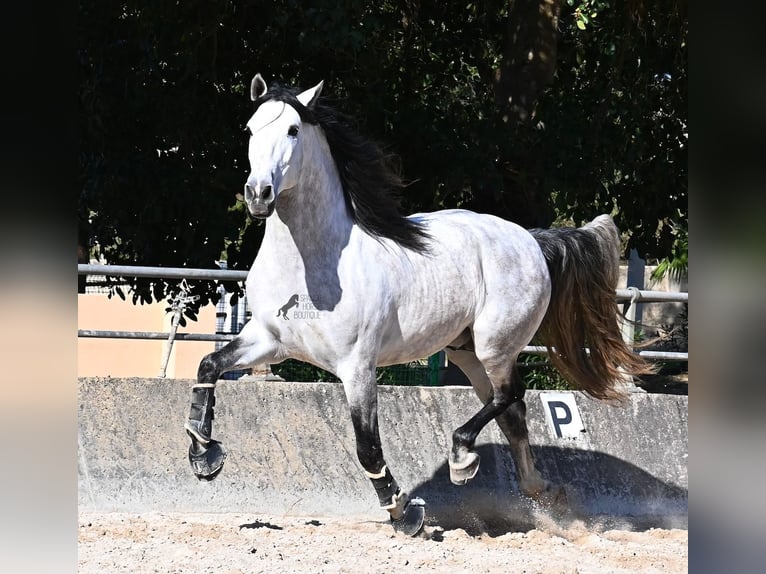 PRE Mix Stallone 5 Anni 169 cm Grigio in Mallorca