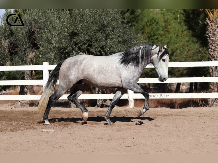 PRE Stallone 5 Anni 169 cm Grigio pezzato in Puerto Lumbreras