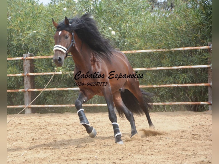 PRE Mix Stallone 5 Anni 170 cm Baio in vejer de la frontera