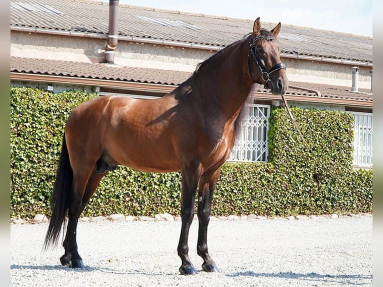 PRE Stallone 5 Anni 170 cm Baio ciliegia in Granollers