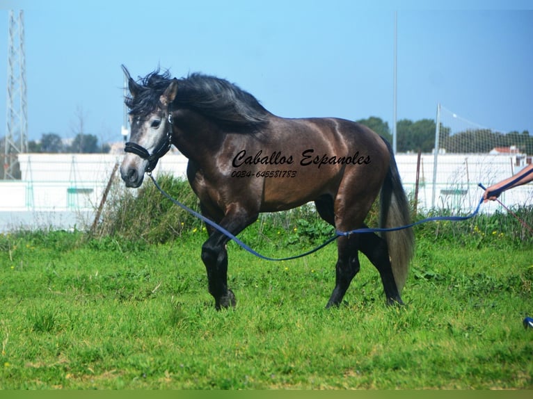 PRE Mix Stallone 5 Anni 170 cm Falbo baio in Vejer de la Frontera