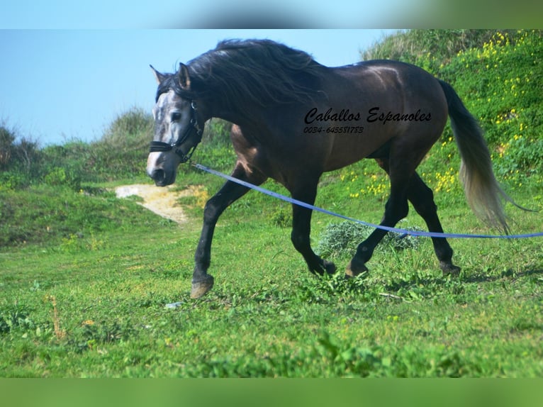 PRE Mix Stallone 5 Anni 170 cm Falbo baio in Vejer de la Frontera