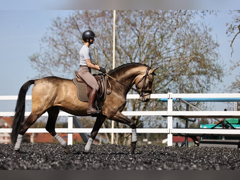 PRE Stallone 5 Anni 170 cm Falbo in Sigmarszell
