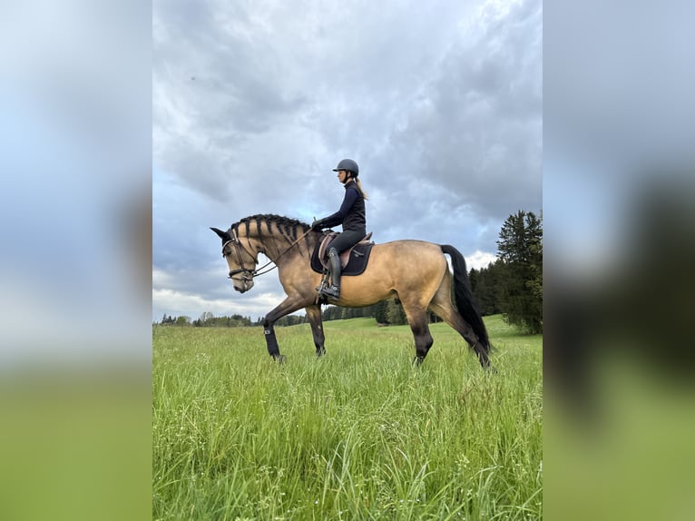PRE Stallone 5 Anni 170 cm Falbo in Sigmarszell