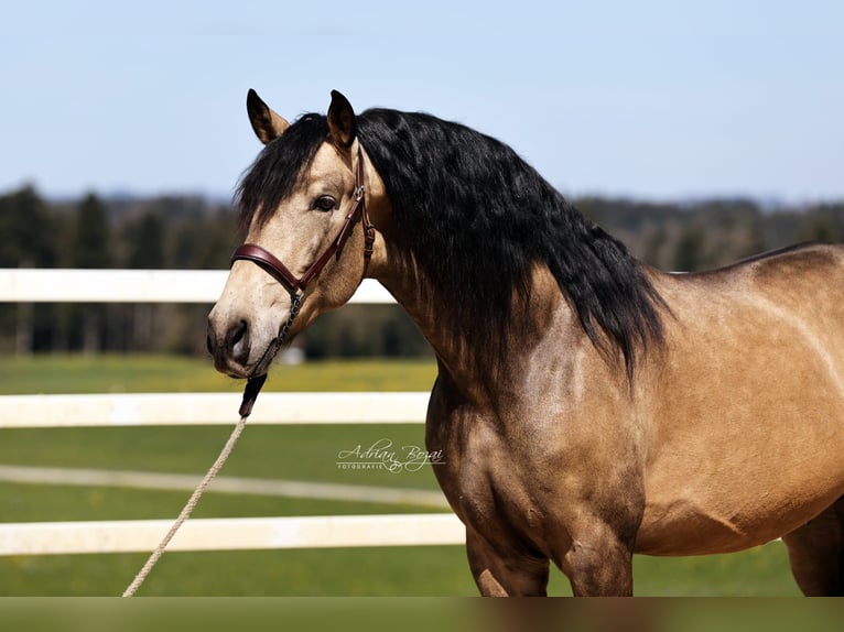 PRE Stallone 5 Anni 170 cm Falbo in Sigmarszell