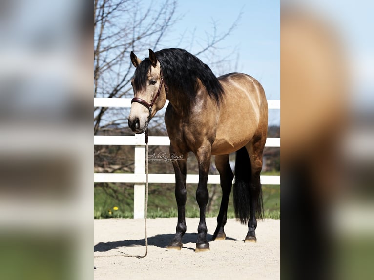 PRE Stallone 5 Anni 170 cm Falbo in Sigmarszell
