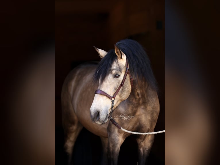 PRE Stallone 5 Anni 170 cm Falbo in Sigmarszell
