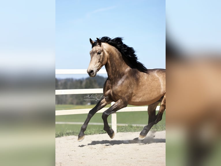 PRE Stallone 5 Anni 170 cm Falbo in Sigmarszell