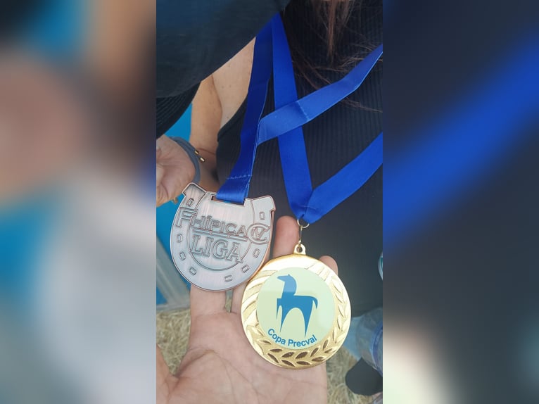 PRE Stallone 5 Anni 170 cm Grigio in LAlcúdia