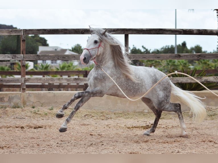 PRE Stallone 5 Anni 170 cm Grigio in Valencia