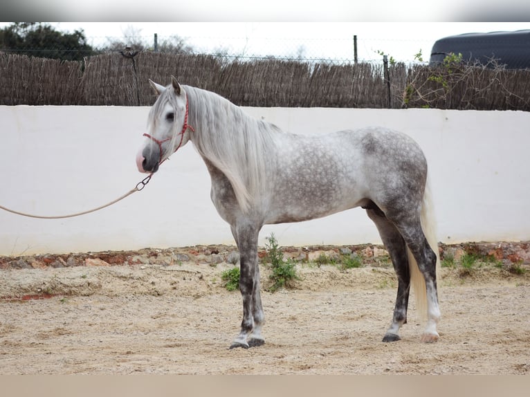 PRE Stallone 5 Anni 170 cm Grigio in Valencia