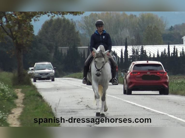 PRE Stallone 5 Anni 170 cm Grigio in Barcelona