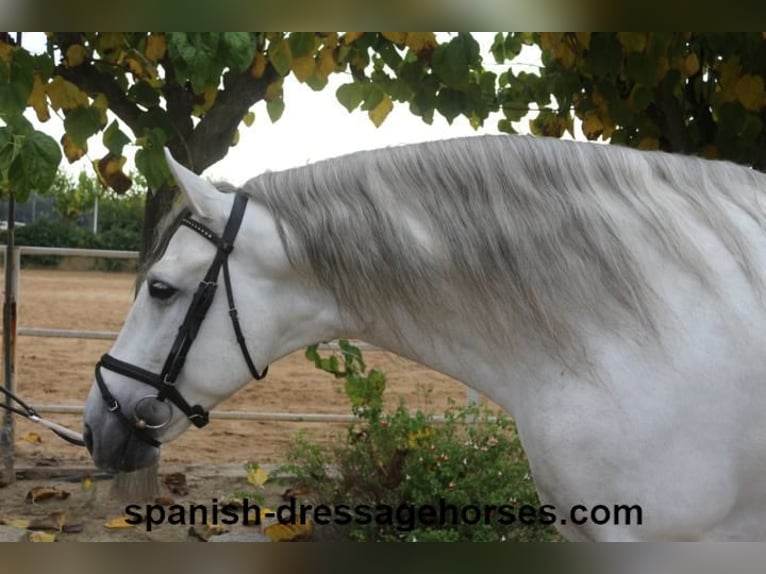 PRE Stallone 5 Anni 170 cm Grigio in Barcelona