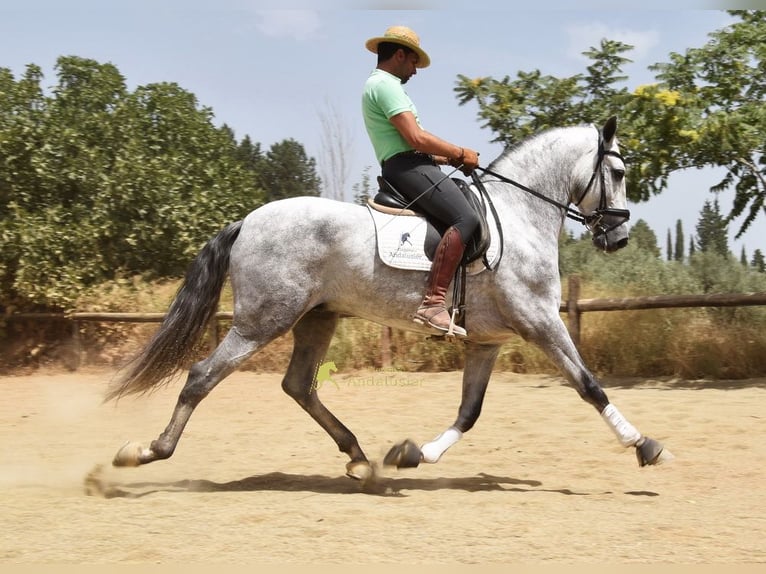 PRE Stallone 5 Anni 170 cm Grigio in Provinz Granada