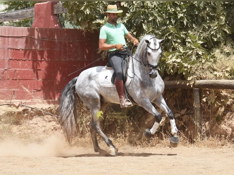 PRE Stallone 5 Anni 170 cm Grigio in Provinz Granada