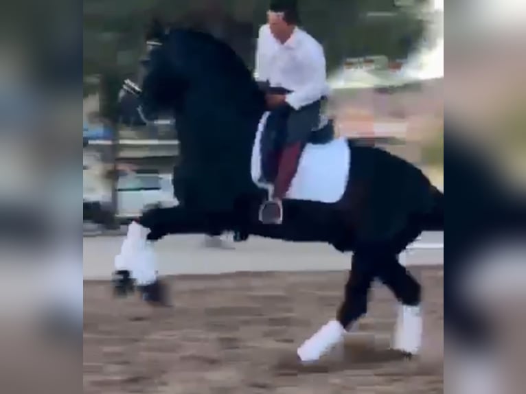 PRE Mix Stallone 5 Anni 170 cm Grigio pezzato in Santa Perpetua de Mogoda