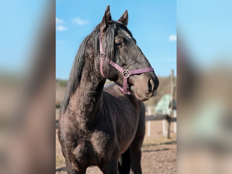 PRE Mix Stallone 5 Anni 170 cm Morello in Thyrow