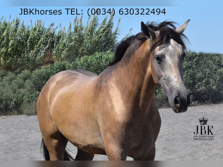 PRE Mix Stallone 5 Anni 171 cm Falbo in Tabernas Almeria