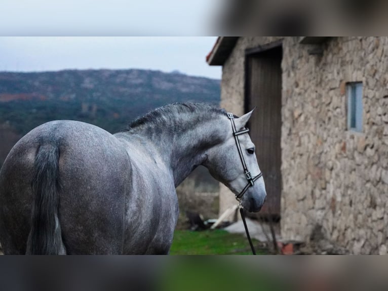 PRE Stallone 5 Anni 171 cm Grigio pezzato in MADRID , LA CABRERA