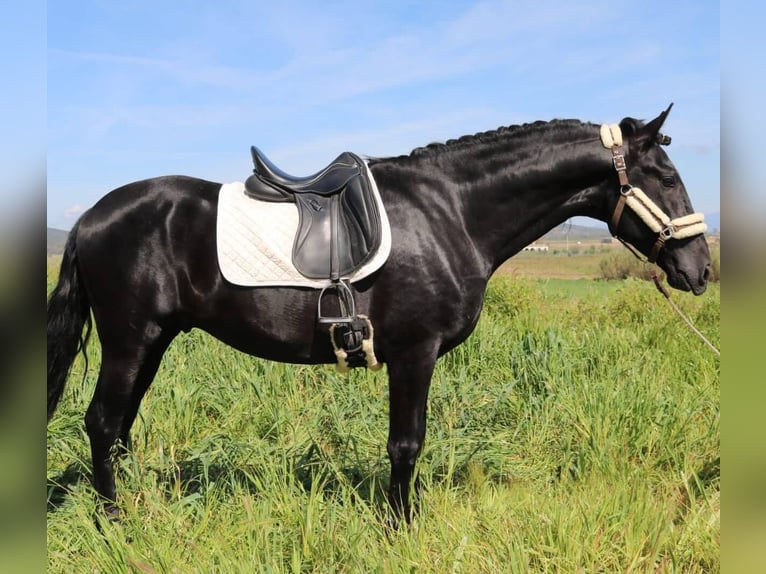 PRE Mix Stallone 5 Anni 171 cm Morello in Sevilla
