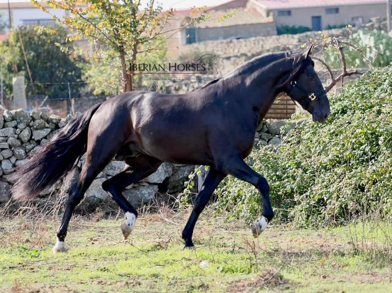 PRE Mix Stallone 5 Anni 171 cm Morello in NAVAS DEL MADRONO