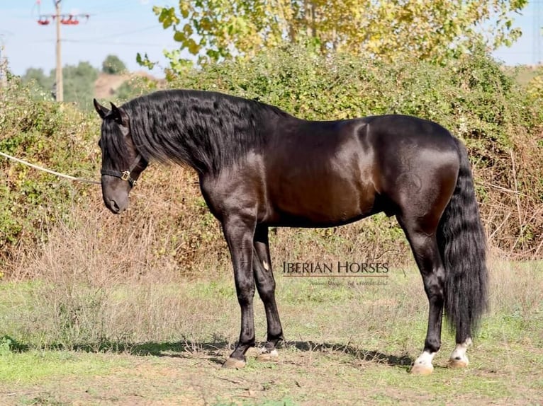 PRE Mix Stallone 5 Anni 171 cm Morello in NAVAS DEL MADRONO