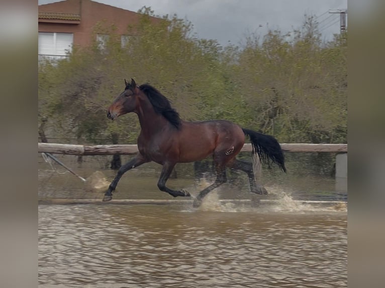 PRE Mix Stallone 5 Anni 172 cm Baio scuro in Marchena