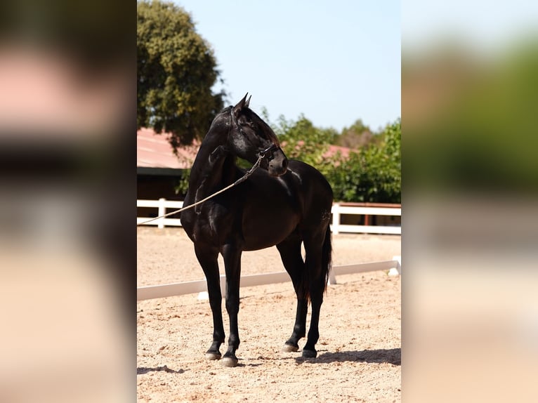 PRE Stallone 5 Anni 172 cm Morello in El Catllar