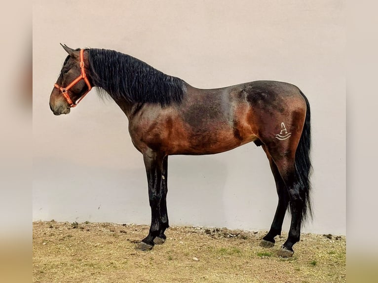 PRE Mix Stallone 5 Anni 173 cm Baio in Sevilla