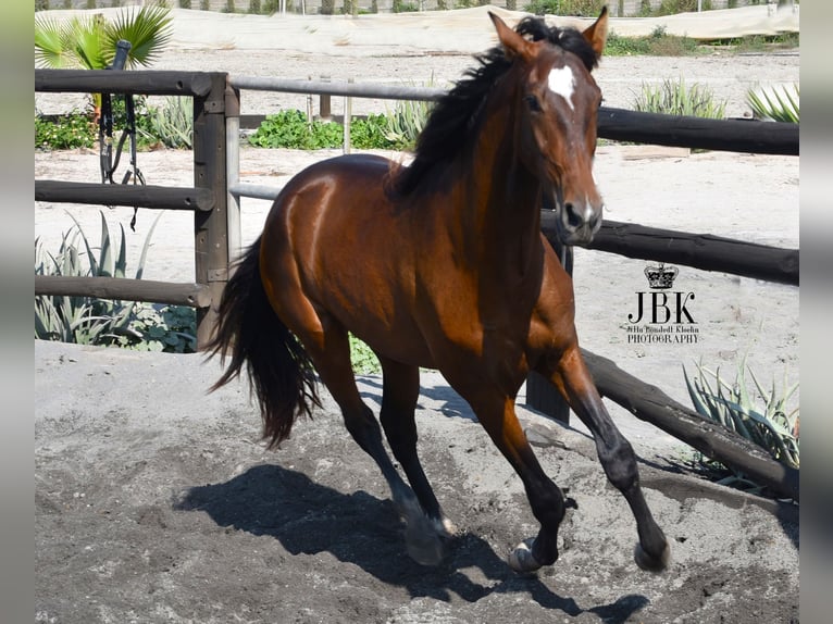 PRE Stallone 5 Anni 173 cm Baio in Tabernas Almeria