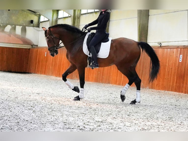 PRE Stallone 5 Anni 173 cm Baio chiaro in HEUVELLAND