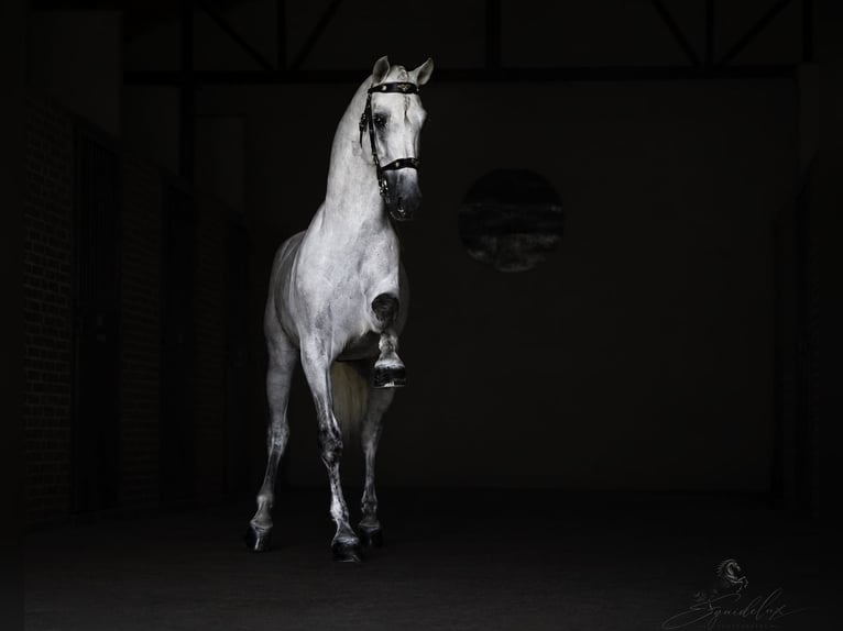 PRE Mix Stallone 5 Anni 173 cm Bianco in MADRID