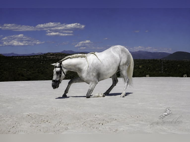 PRE Mix Stallone 5 Anni 173 cm Bianco in MADRID