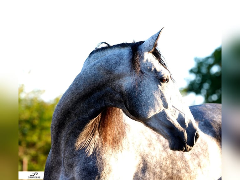 PRE Mix Stallone 5 Anni 173 cm Grigio pezzato in Maisonnais