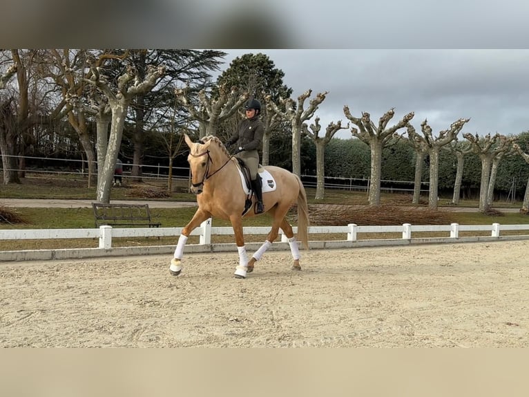 PRE Stallone 5 Anni 173 cm Palomino in León
