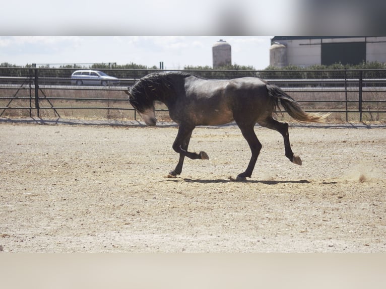 PRE Mix Stallone 5 Anni 175 cm Grigio in Rafelguaraf