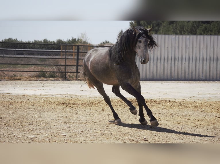 PRE Mix Stallone 5 Anni 175 cm Grigio in Rafelguaraf